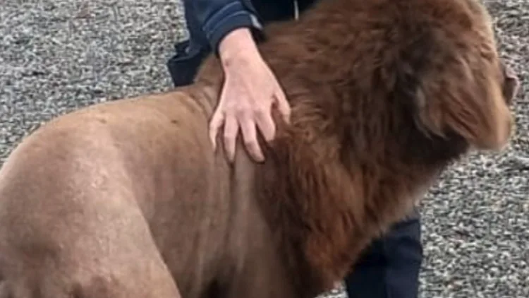 ה"אריה" שנצפה באירלנד