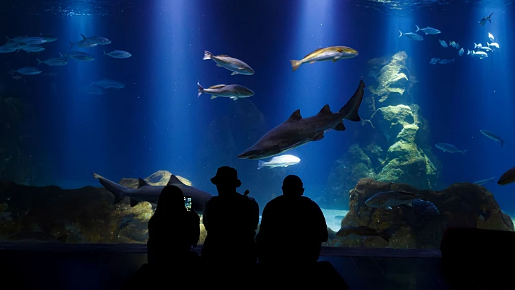 אקווריום ישראל