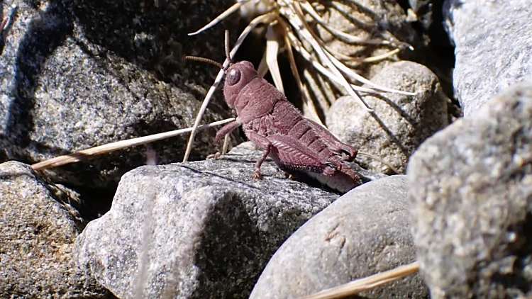 החגבית הוורודה