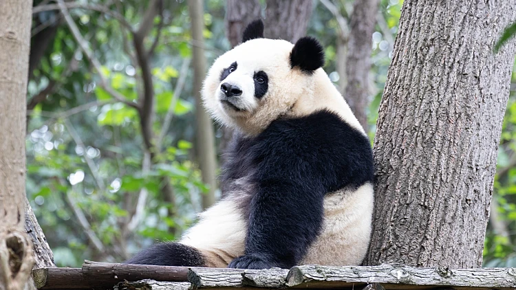 בגלל משבר דיפלומטי עם סין: יפן צפויה להיות נטולת פנדות