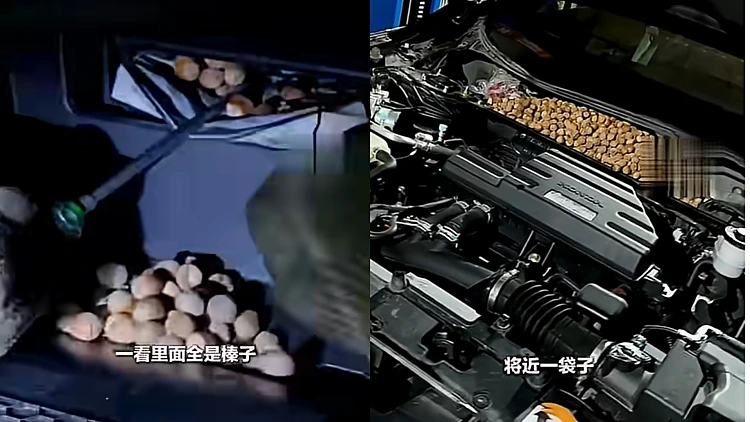 שמע רעשים מוזרים ממכסה המנוע - והסיבה הזויה