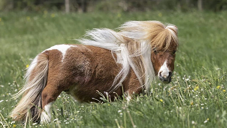 פומוקל הסוס