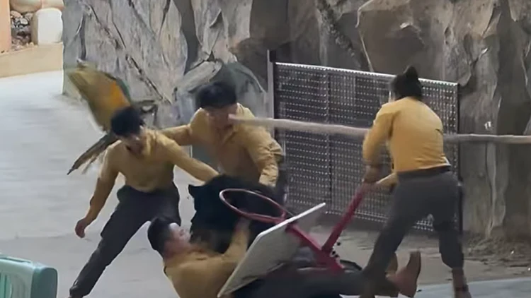 צפו: דוב רעב תקף את מטפלו בגן החיות