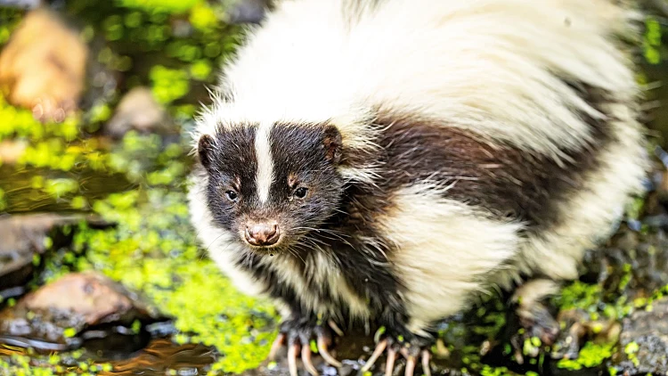 Mierlo,,the,netherlands, ,august,2,2025:,skunk,in,eindhoven