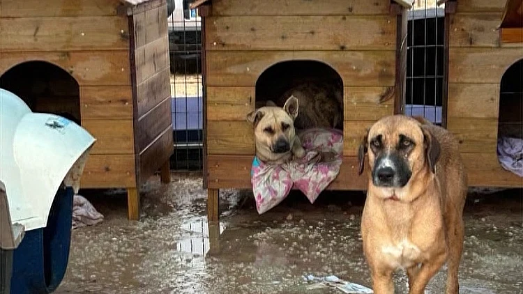 "זה טירוף מה שקורה כאן - קשה מאוד להגן עליהם ככה"