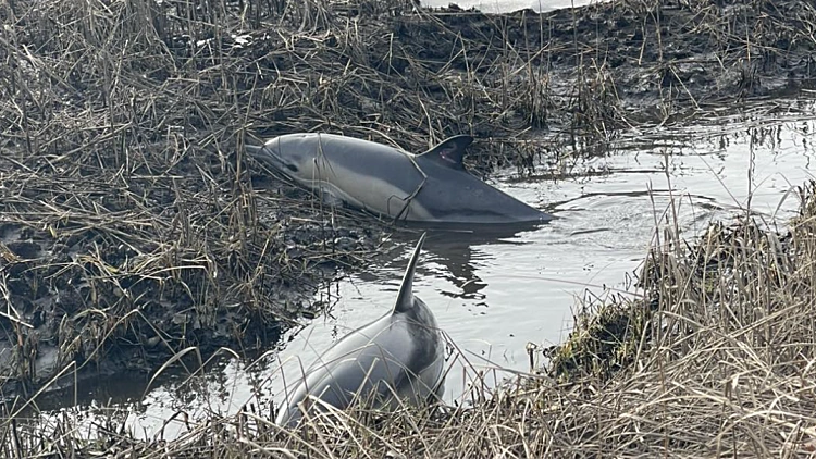 הזוי: מצא שני דולפינים חיים תקועים בחצר שלו