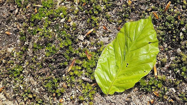 ירק עלה שנכנס לו לפה וקיבל קנס על "זיהום סביבתי"