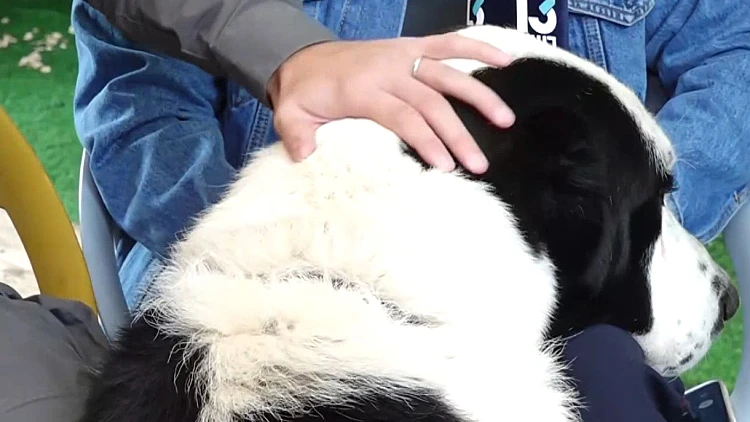 הכלב נגנב לשטחים - והוחזר על ידי מג"ב: "הוא בן משפחה"