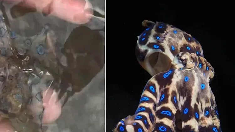 שיחק עם תמנון – ולא ידע שניצל ממוות