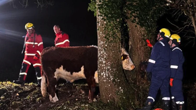 כבאים חילצו פרה שנתקעה בין שני עצים