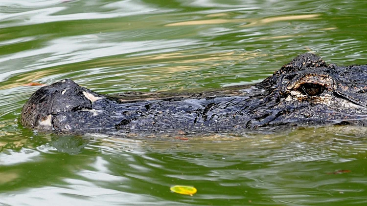 ההצעה החריגה שנבחנת בשב"ס: הקמת מתקן כליאה מוקף תנינים