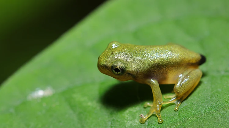 Baby,japanese,tree,frog,(amagaeru),,about,15,mm,long,,with