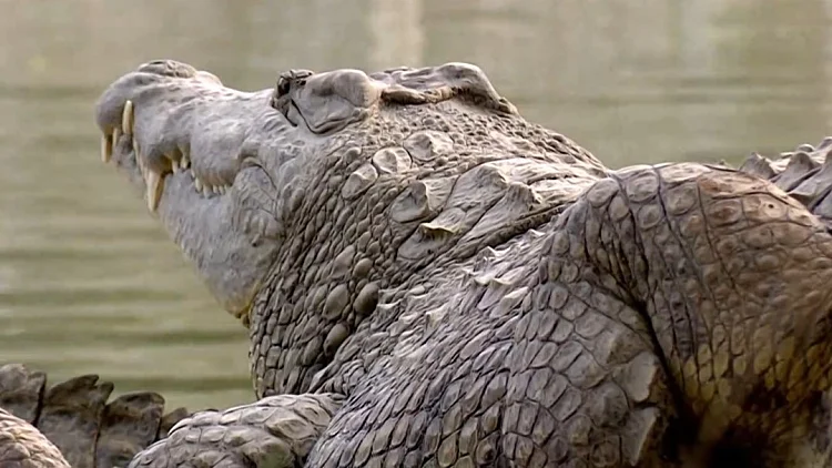 כלא התנינים של טראמפ באלקטרז - וההשראה בישראל