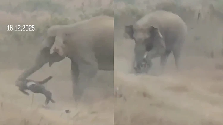 ניסה לצלם סלפי עם פיל ונרמס למוות