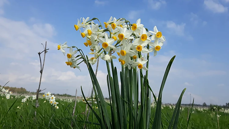 נרקיס מצוי באחו נוב