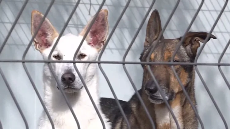 סמל סטטוס: המוני כלבים במכלאות - רק כי לא נולדו לגזע מבוקש