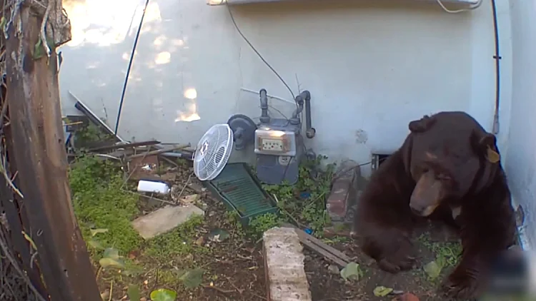 פולש לא שגרתי: הדוב שהשתלט על הבית - ומסרב לעזוב
