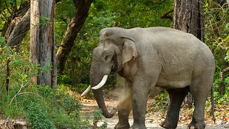 17 אנשים נהרגו בשבוע אחד - האשם? פיל