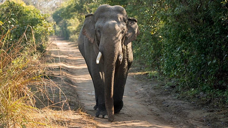 הודו: לפחות 20 בני אדם נהרגו על-ידי פיל פראי