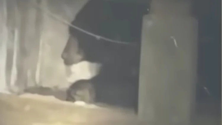 דוב בקליפורניה