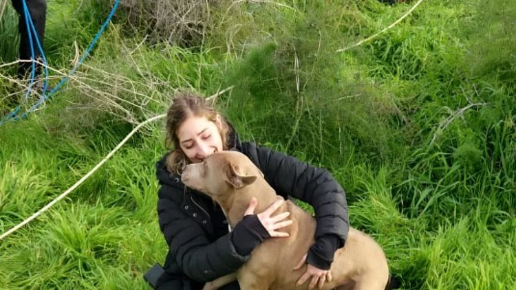 כלב שנפל לבור ליד בית שמש חולץ מעומק 8 מטרים