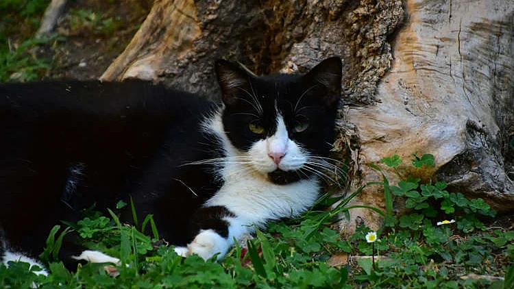 5 חודשים אחרי היעלמותו: חתול חצה מאות קילומטרים - ושב למשפחתו