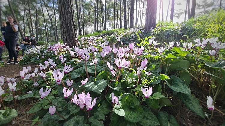 מרבדי רקפות