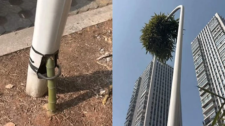 גבעול במבוק צמח מתוך עמוד תאורה - ושיגע את הרשת