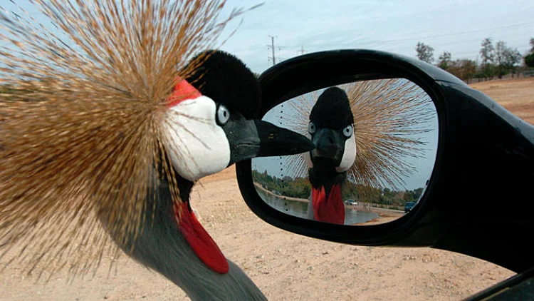 אחרי יותר מ-50 שנה: הספארי ברמת גן עובר דירה