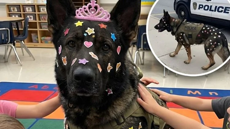 הכלב שילדי גן הדביקו עליו מדבקות