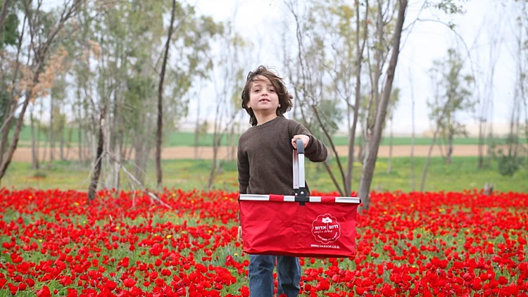 ילד בשדה כלניות בפסטיבל "דרום אדום"