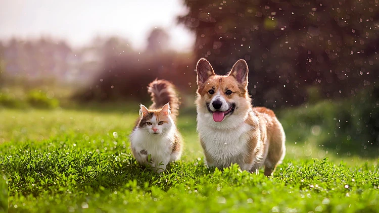 כלב וחתול משחקים בפארק