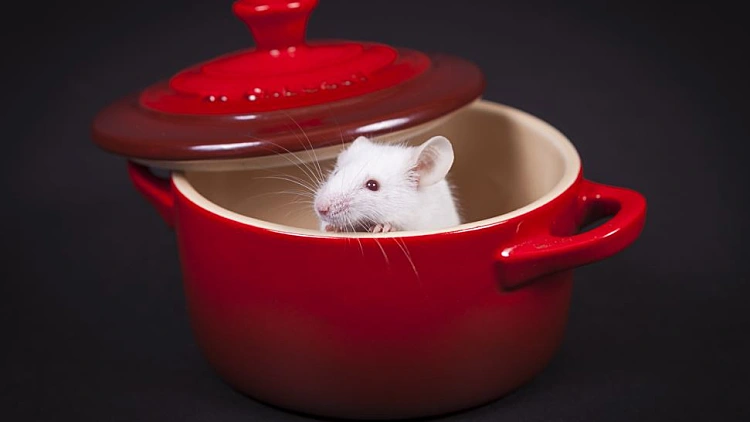 רטטוי גרסת הלייב אקשן