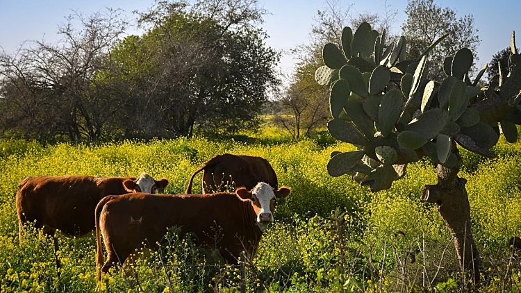 התחזית לשבת: ירידה בטמפרטורות, ייתכן אובך קל
