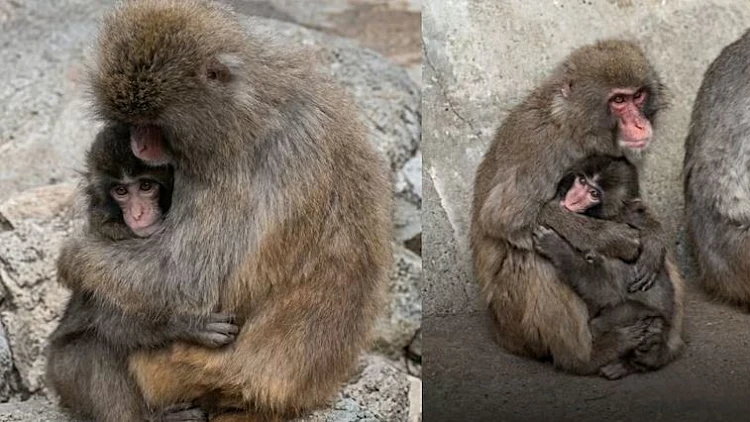 אחרי הבריונות שעבר: זו הדמות המפתיעה שהציעה לרכוש את הקוף פאנץ'