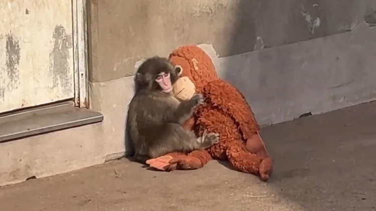 הקוף שכבש את העולם: פאנץ' ננטש ע"י אמו - והפך לתופעת רשת