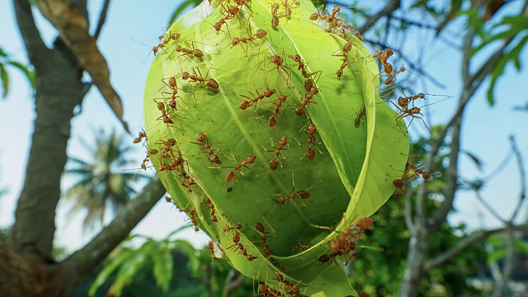 מין ייחודי של נמלים שבו אין זכרים כלל