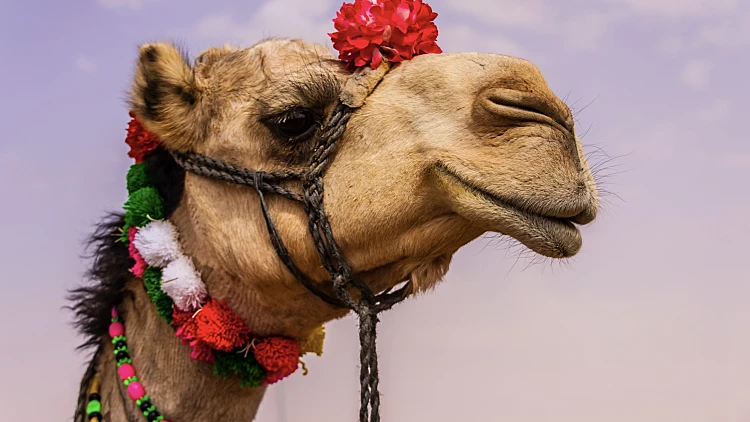 גם בעולם הגמלים יש בוטוקס: 20 גמלים נפסלו מתחרות יופי