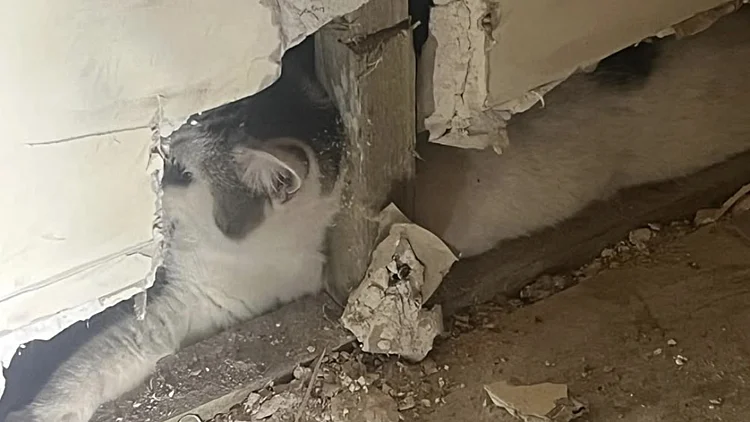 נעלמה לשבועיים - ואז התחילו לשמוע אותה מייללת מתוך הקיר