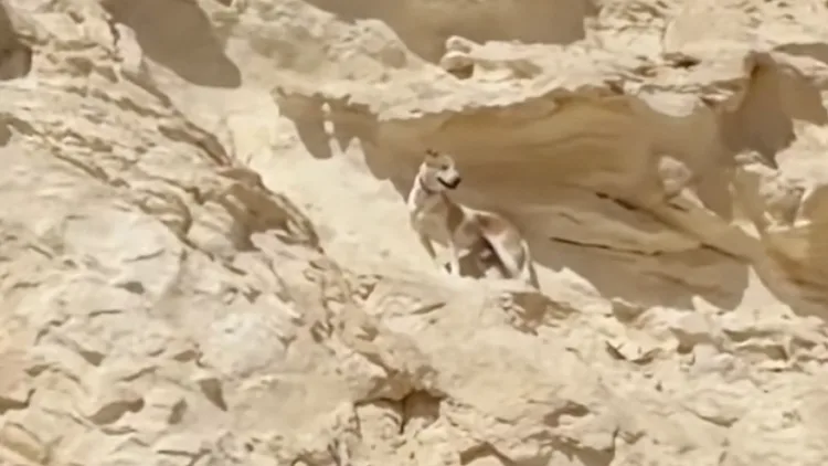 ארבעה ימים על מצוק במדבר: כך חולץ הכלב דייגו במבצע סנפלינג