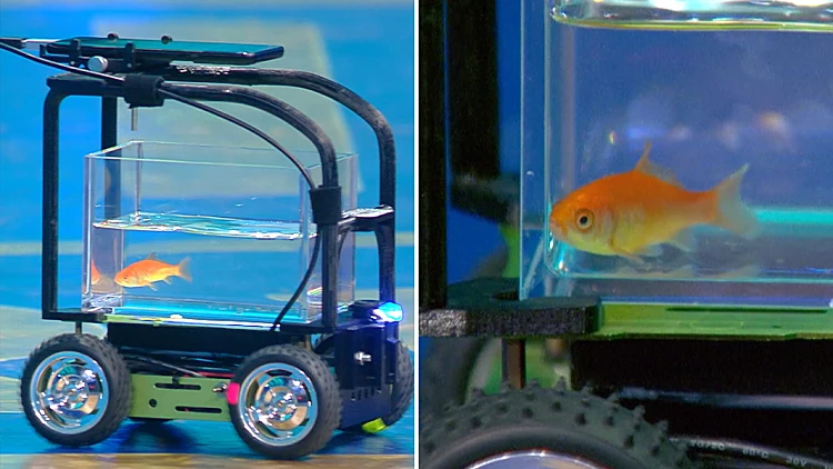 דג זהב שבר שיא כאשר הצליח לנהוג על רכב בעצמו