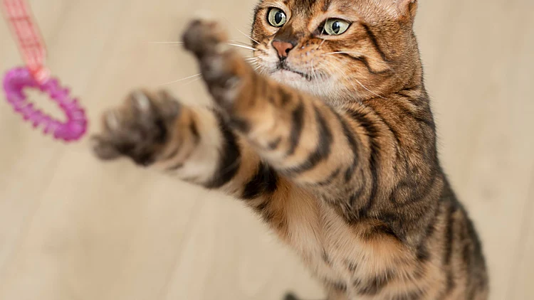 Animal.,beautiful,home,active,well Groomed,red,bengal,cat,jumps,and