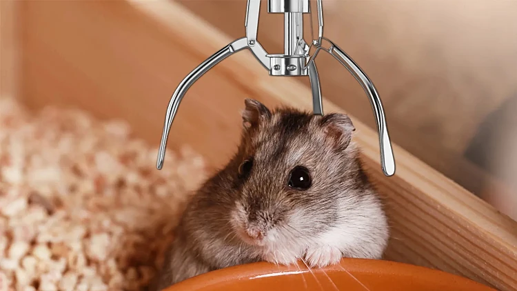 אוגרים חיים כפרס במכונה