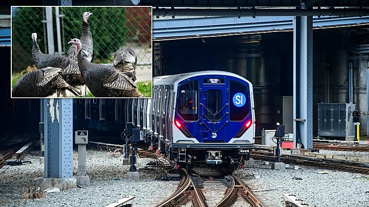 כמה תרנגולי הודו פשוט סירבו לזוז מהפסים