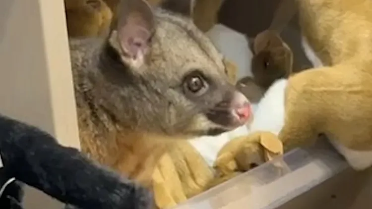 מבצע הסוואה: חיה אמיתית התחבאה בין צעצועים בשדה תעופה - עד שמישהו שם לב שהיא זזה