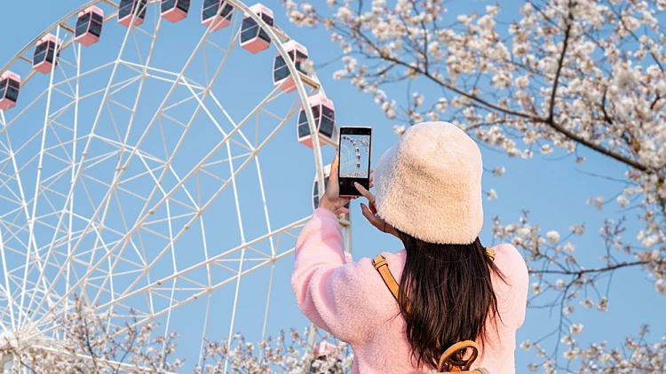 פריחת הדובדבן בשנגחאי - אישה מצלמת את הפריחה ליד גלגל ענק
