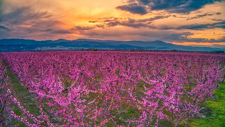 אביב מסביב: 5 יעדי פריחה שהופכים את העולם לססגוני יותר