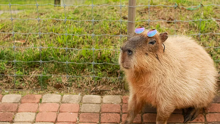 Single,capybara,sitting,on,brick,stones,with,sunglasses,on,the