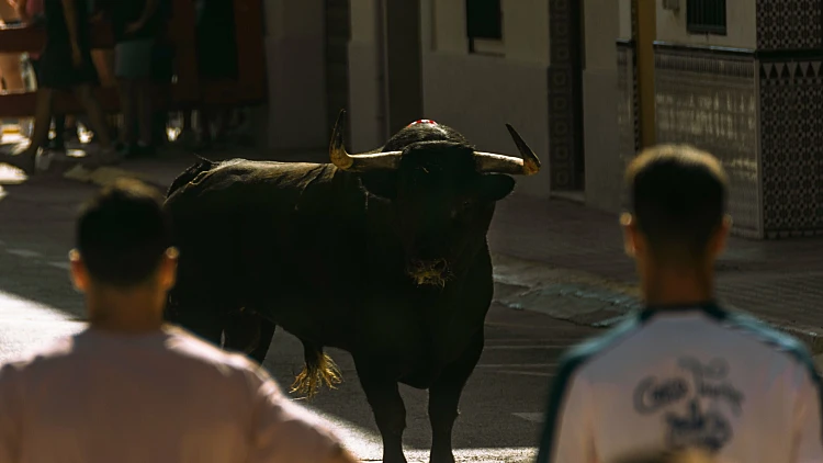 שור נמלט בין הבתים והפך שכונה שלמה לזירת מרדף