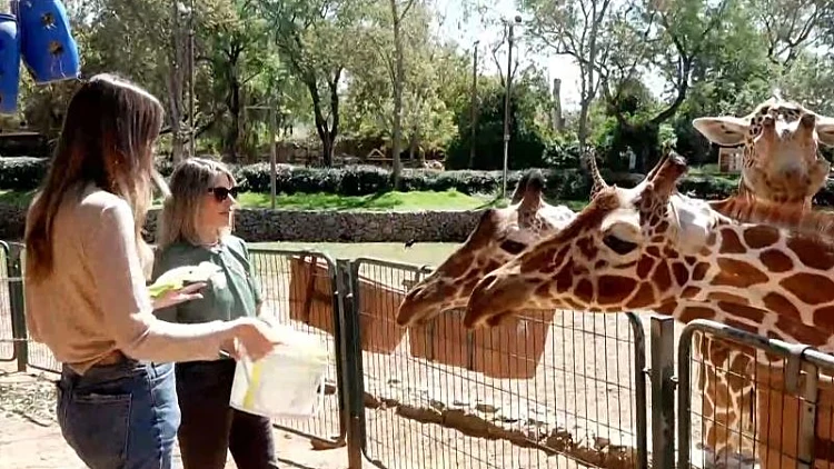 מה עושות החיות באזעקות? התמונות משגרת המלחמה בספארי